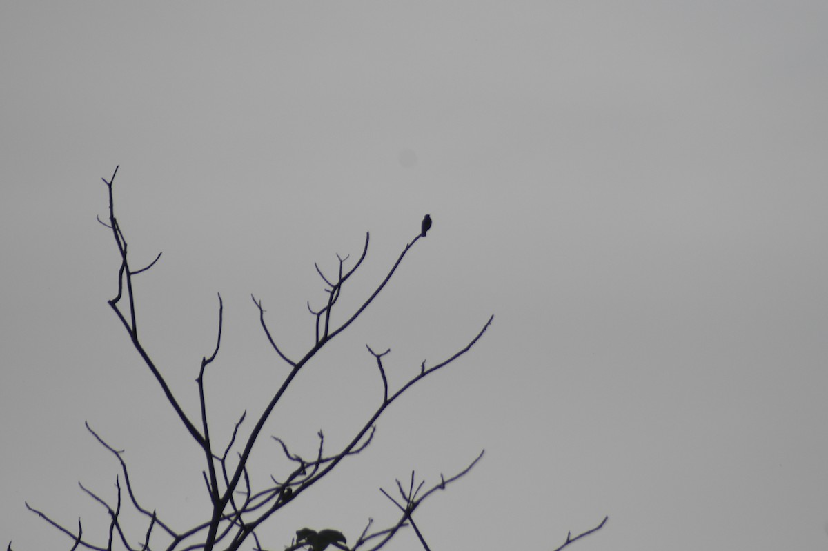 Swallow-winged Puffbird - ML618109771