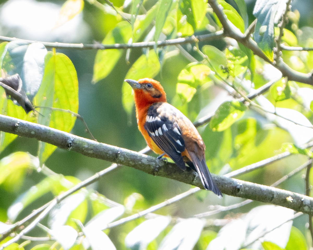 Flame-colored Tanager - ML618109779