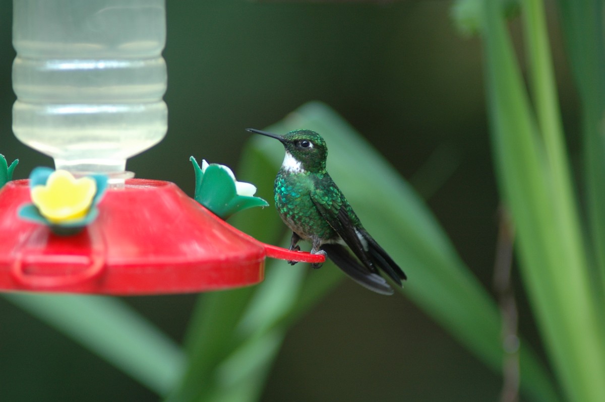 kolibřík turmalinový - ML618109784