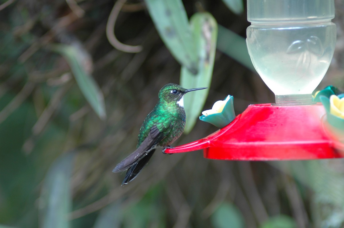 kolibřík turmalinový - ML618109786