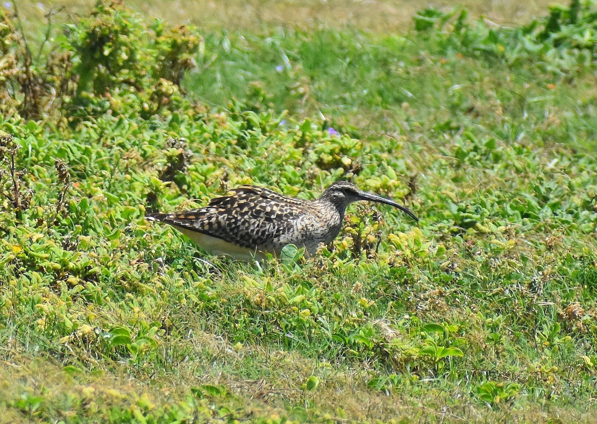Bristle-thighed Curlew - ML618109794
