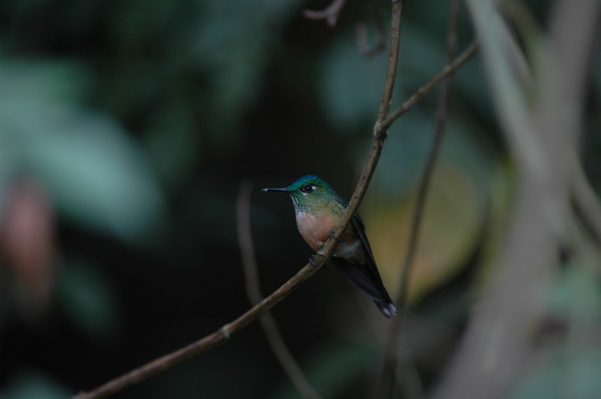 Long-tailed Sylph - ML618109810