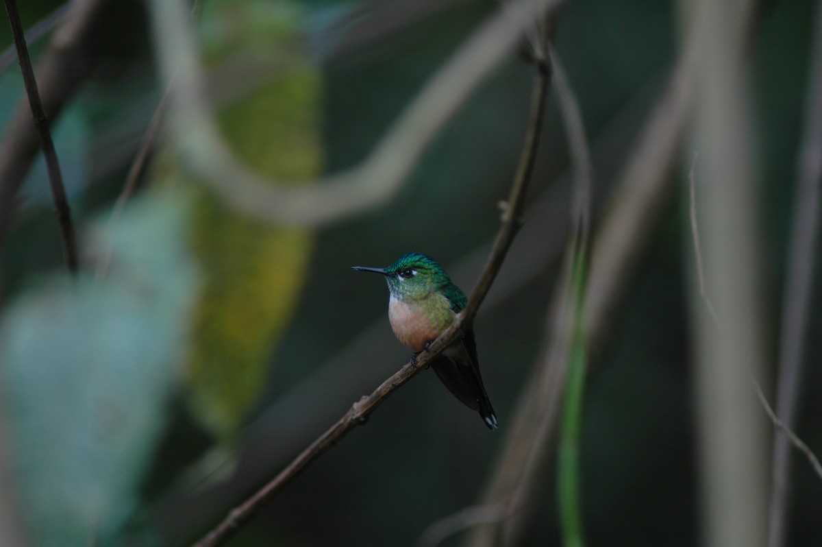 Long-tailed Sylph - ML618109812