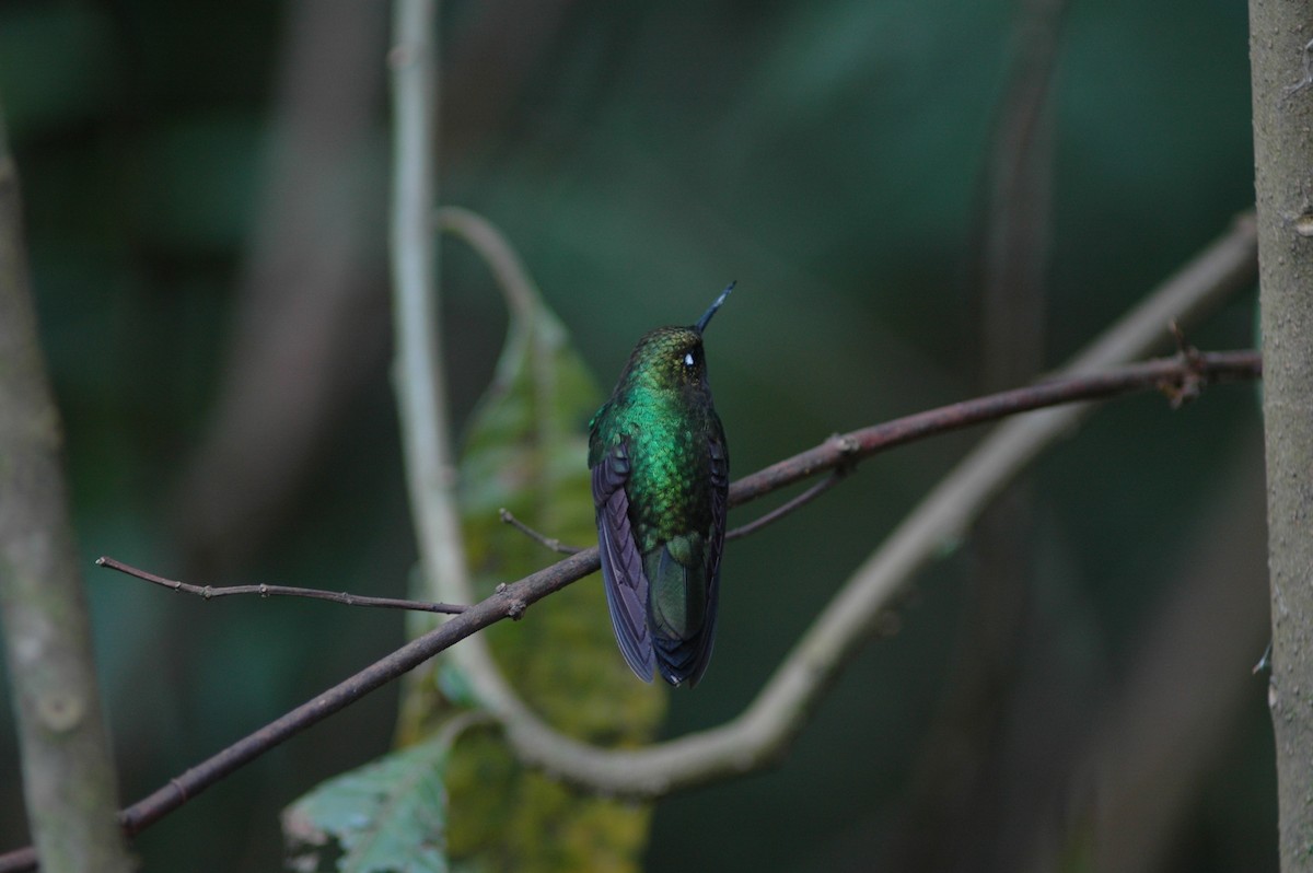 Long-tailed Sylph - ML618109813