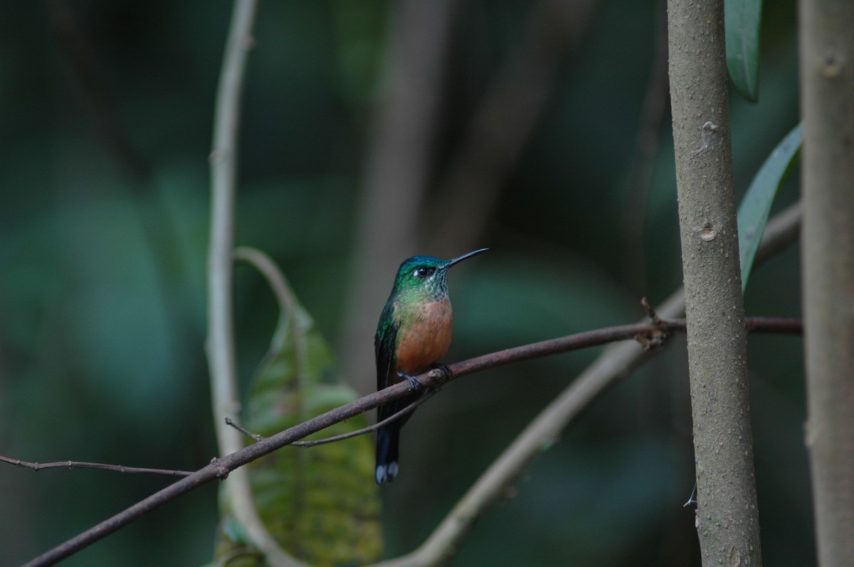 Long-tailed Sylph - ML618109814