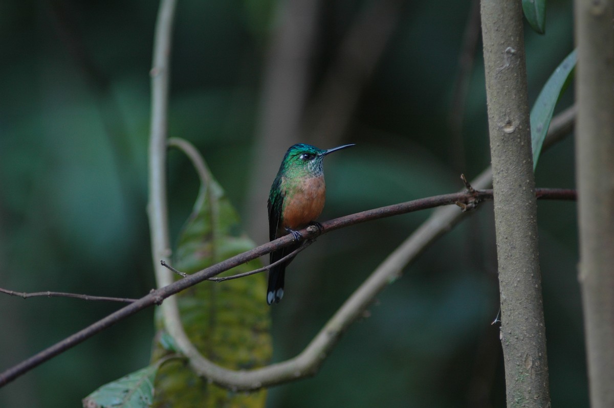 Long-tailed Sylph - ML618109815