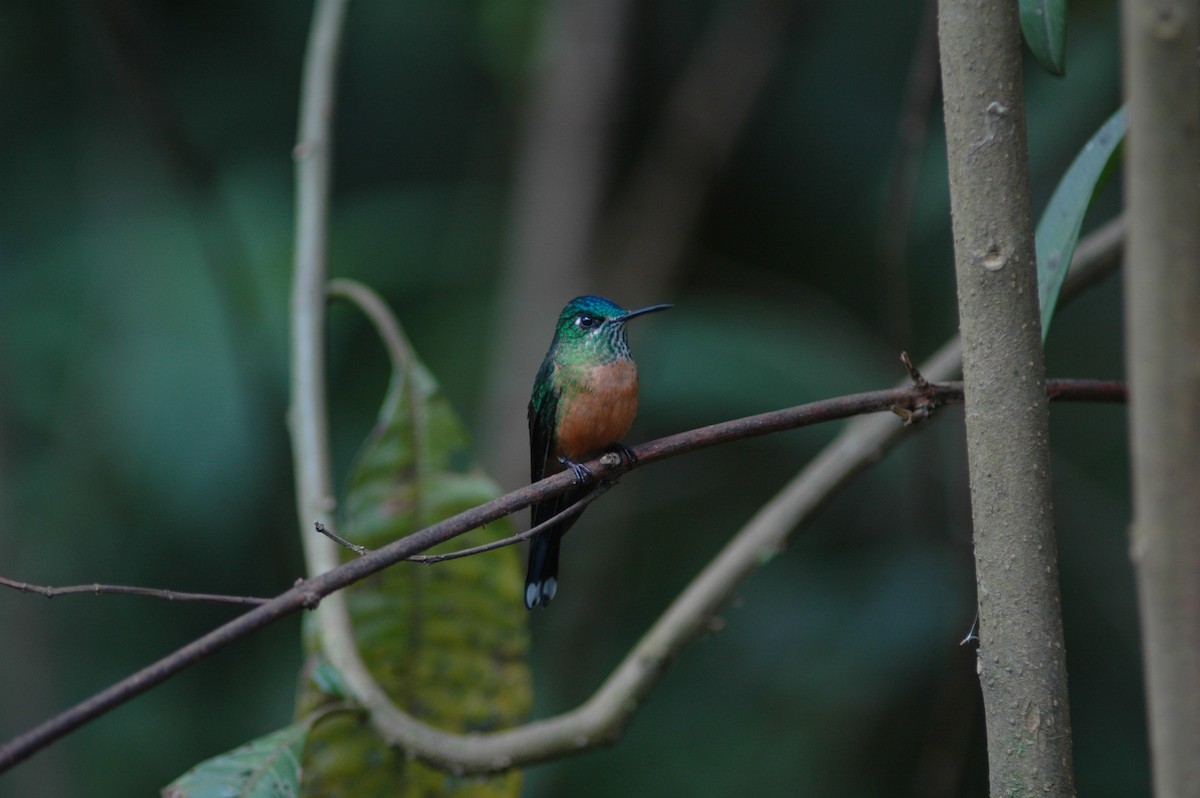 Long-tailed Sylph - ML618109816