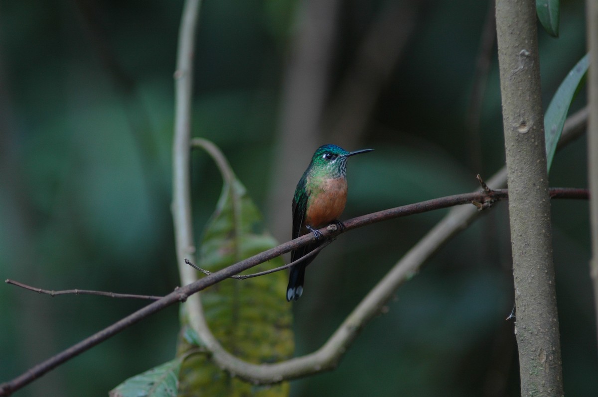 Long-tailed Sylph - ML618109817