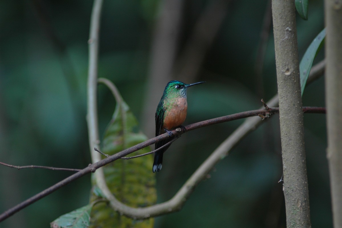 Long-tailed Sylph - ML618109818