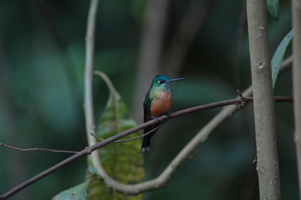 Long-tailed Sylph - ML618109820