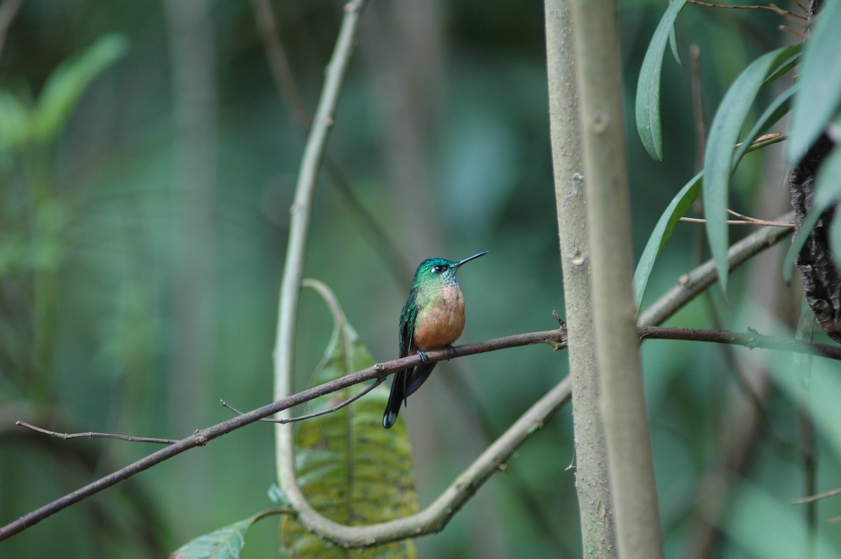 Long-tailed Sylph - ML618109822