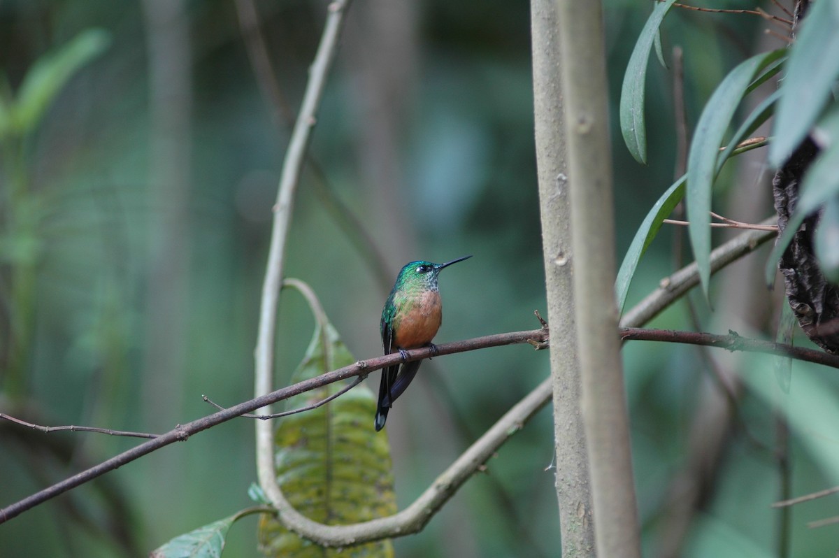 Long-tailed Sylph - ML618109824