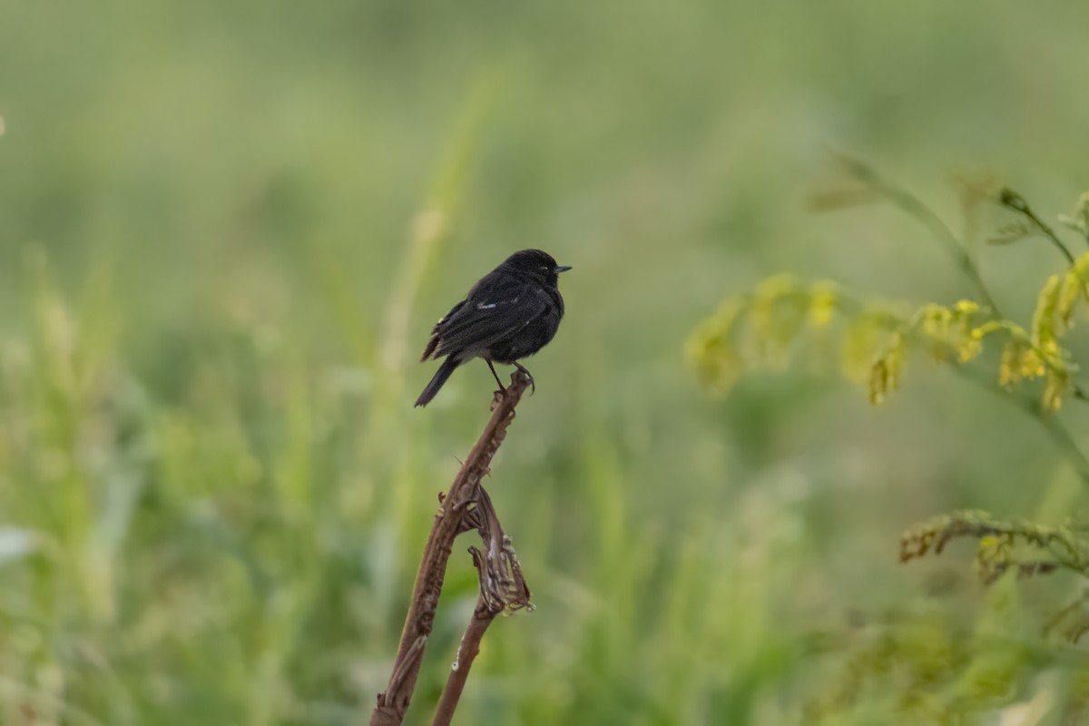 Pied Bushchat - Dominic More O’Ferrall