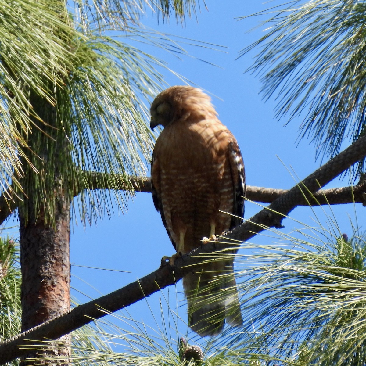 Red-shouldered Hawk - Martha Wild