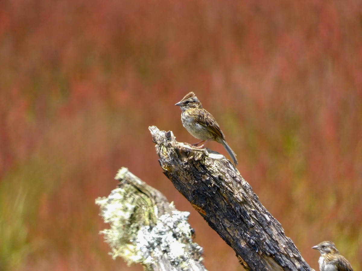 Rufous-collared Sparrow - ML618109849