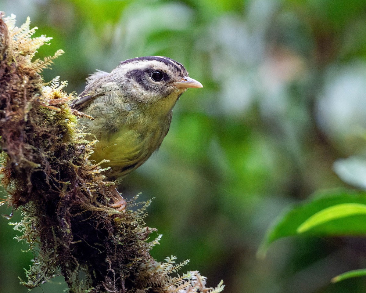 Costa Rican Warbler - José Orozco