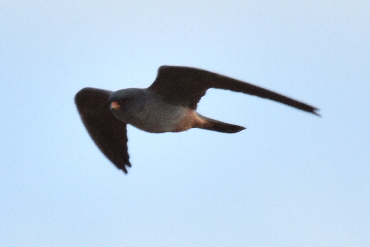Red-footed Falcon - ML618109859