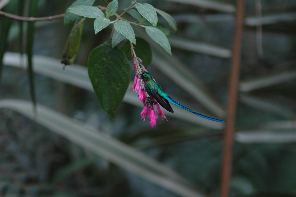 Long-tailed Sylph - ML618109865
