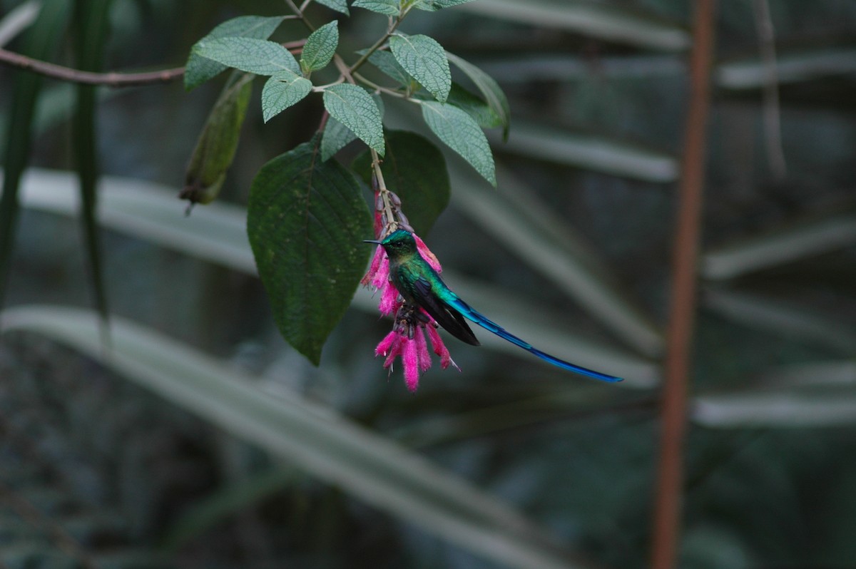 Long-tailed Sylph - ML618109866