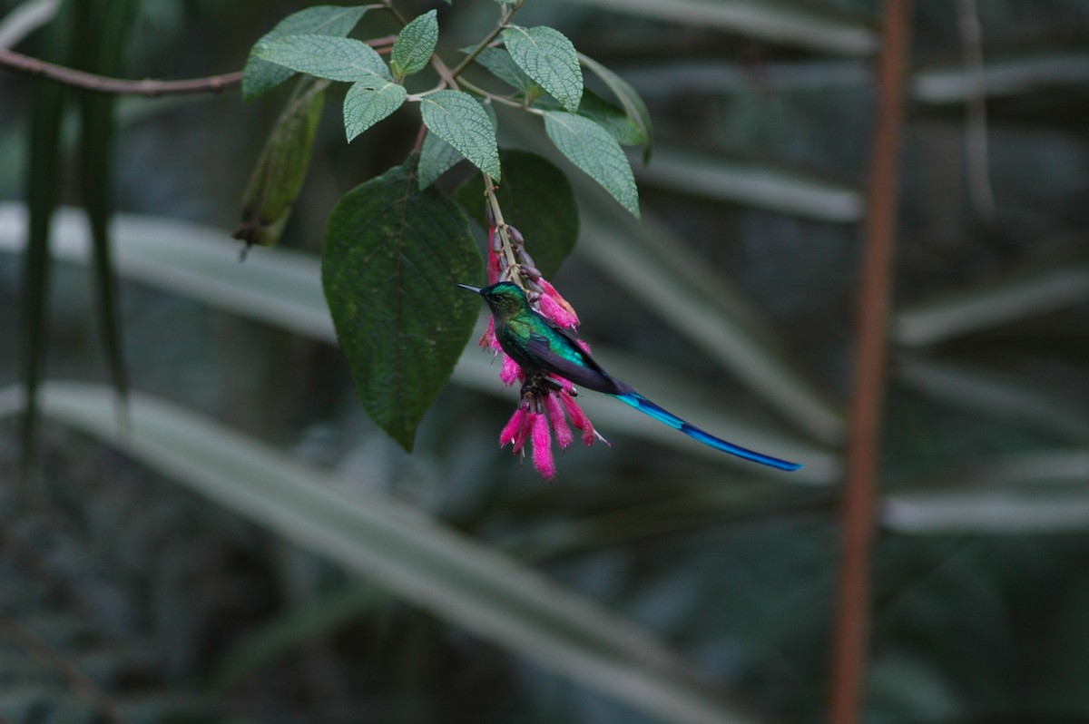 Long-tailed Sylph - ML618109867