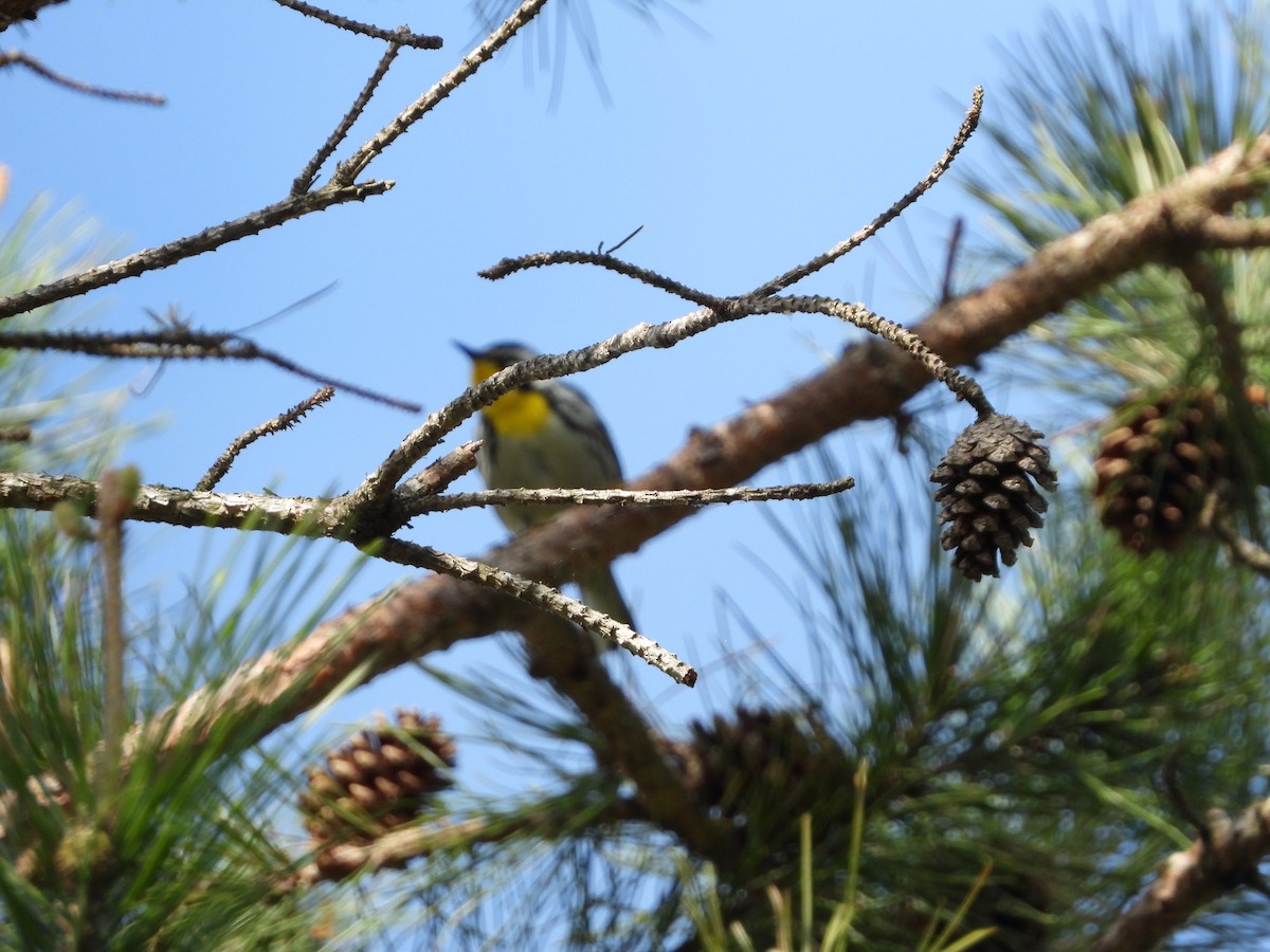 Yellow-throated Warbler - ML618109879