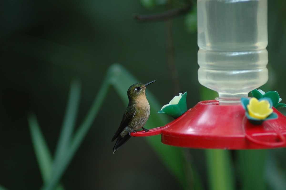 kolibřík dřišťálový - ML618109942