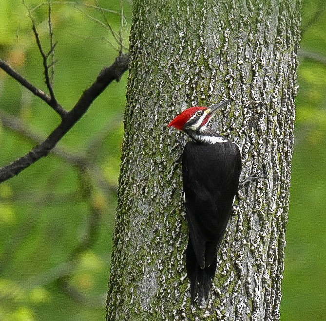 Pileated Woodpecker - Jamie  McGuire