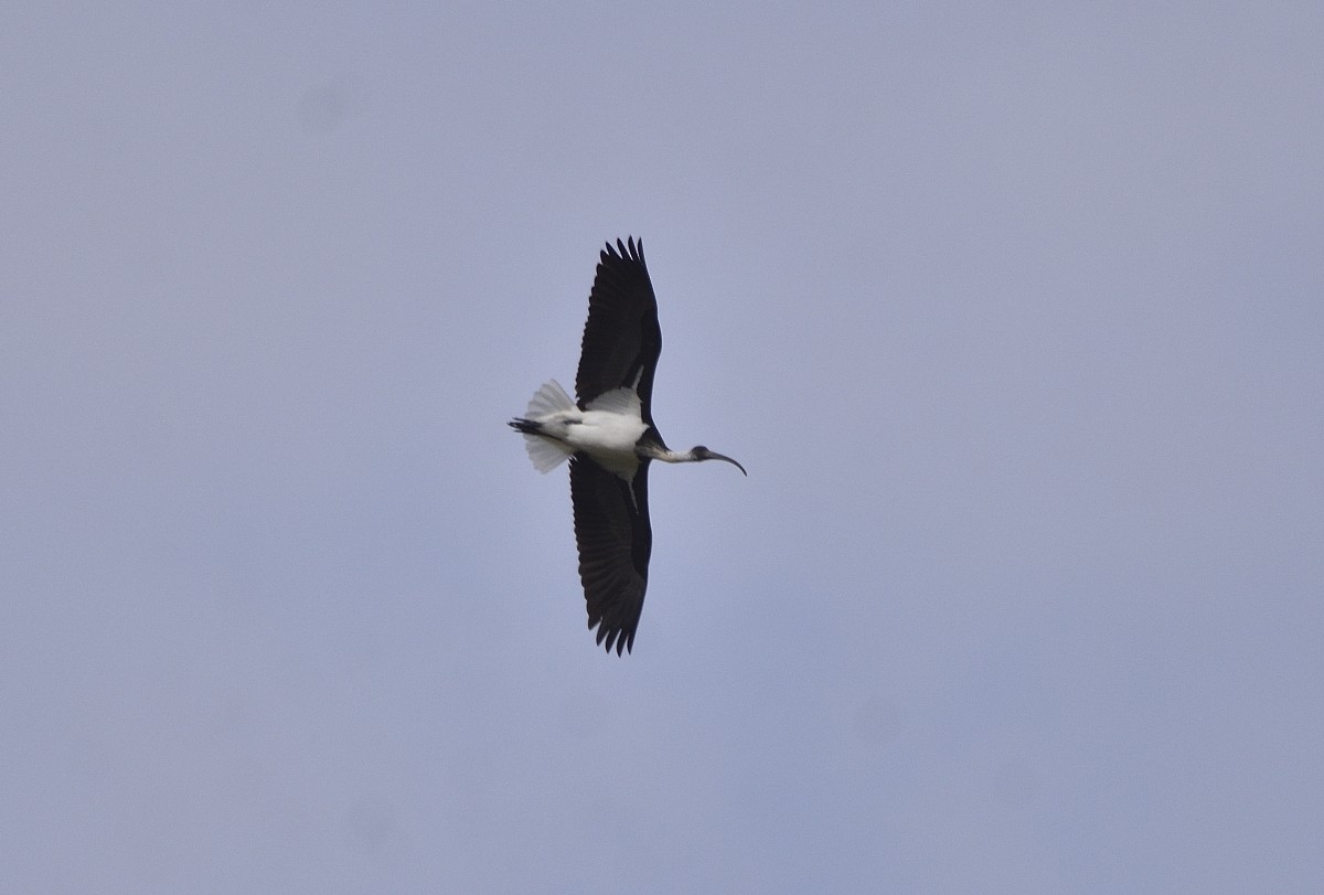 ibis slámokrký - ML618110092
