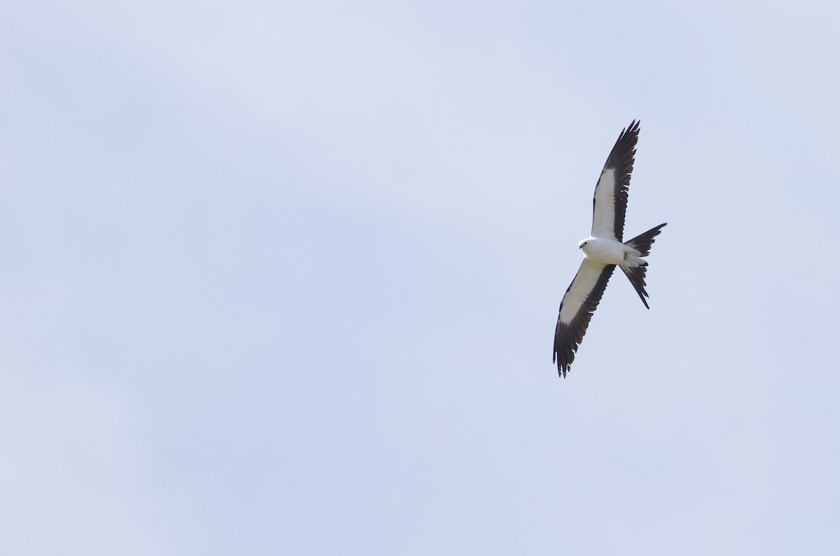 Swallow-tailed Kite - ML618110103