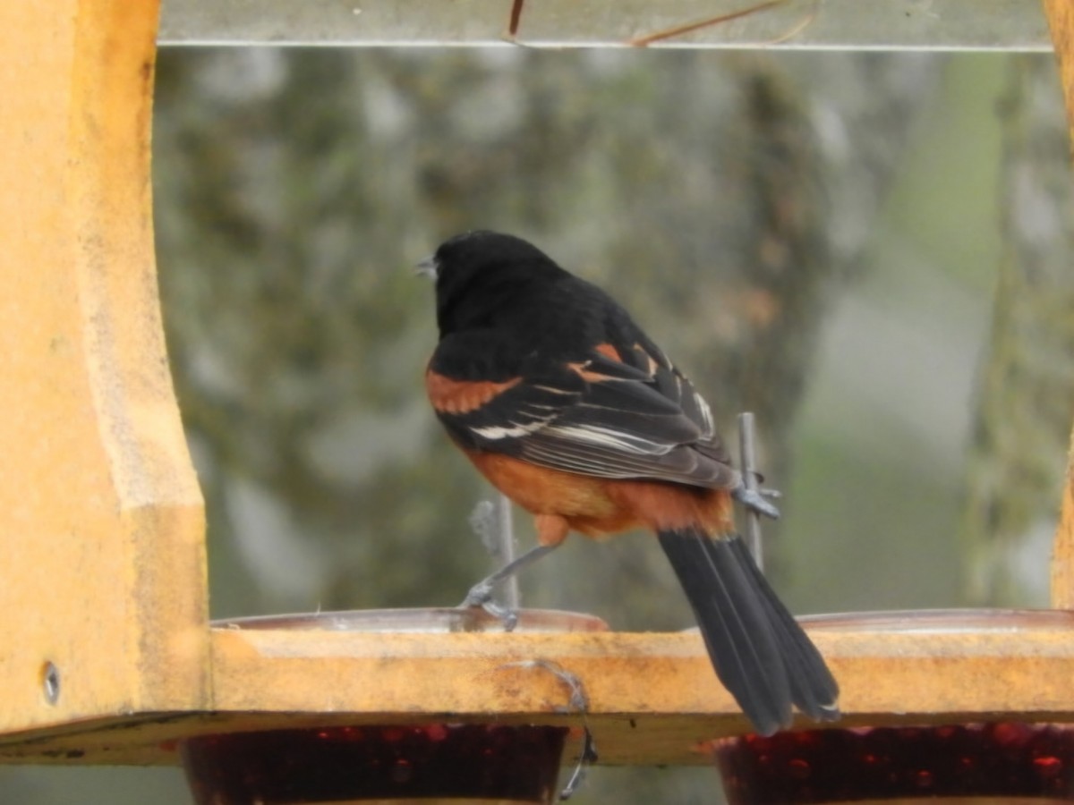 Orchard Oriole - ML618110116