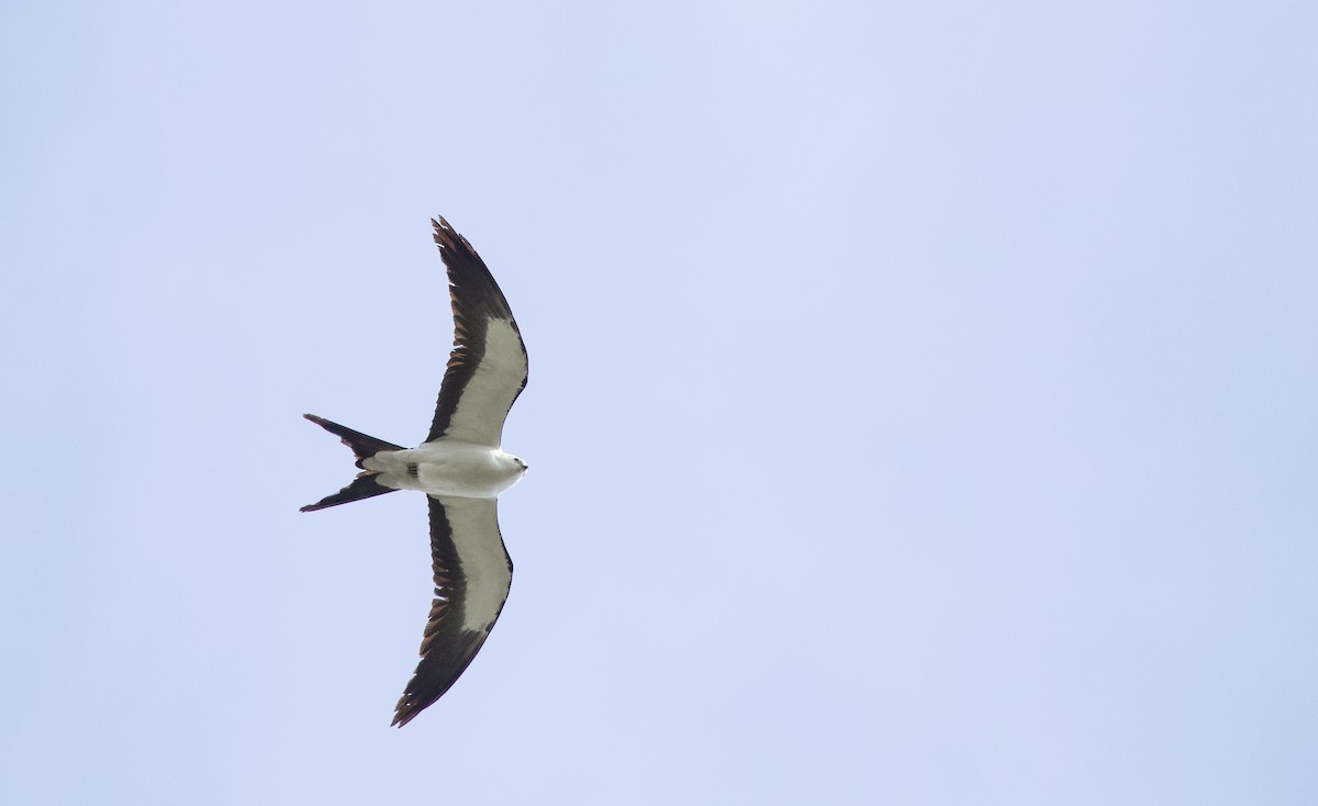 Swallow-tailed Kite - ML618110119