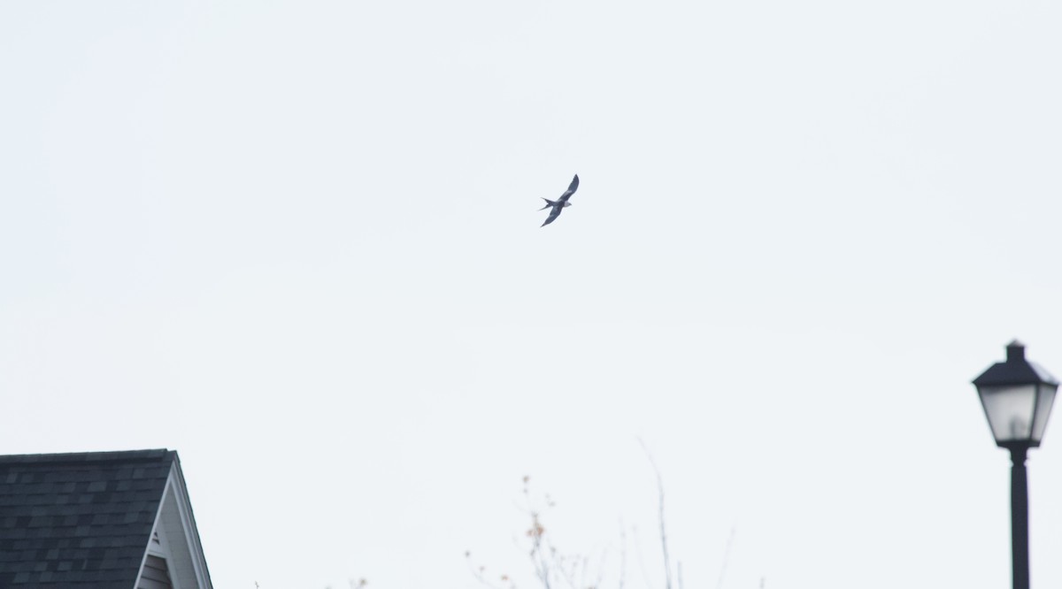 Swallow-tailed Kite - ML618110120
