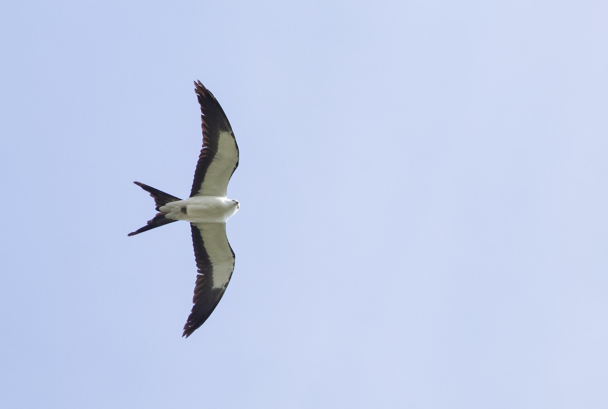 Swallow-tailed Kite - ML618110121