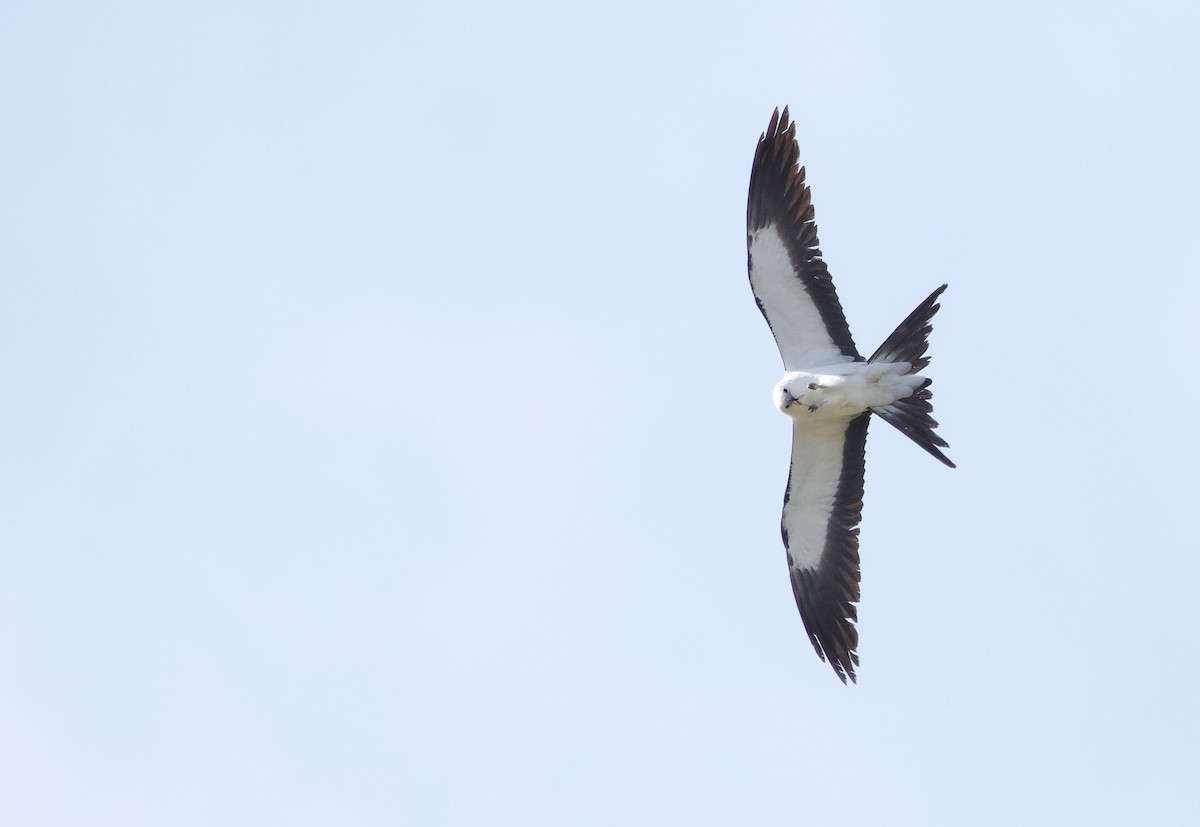 Swallow-tailed Kite - Will Sweet