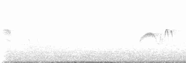 Weißbauch-Phoebetyrann - ML618110146