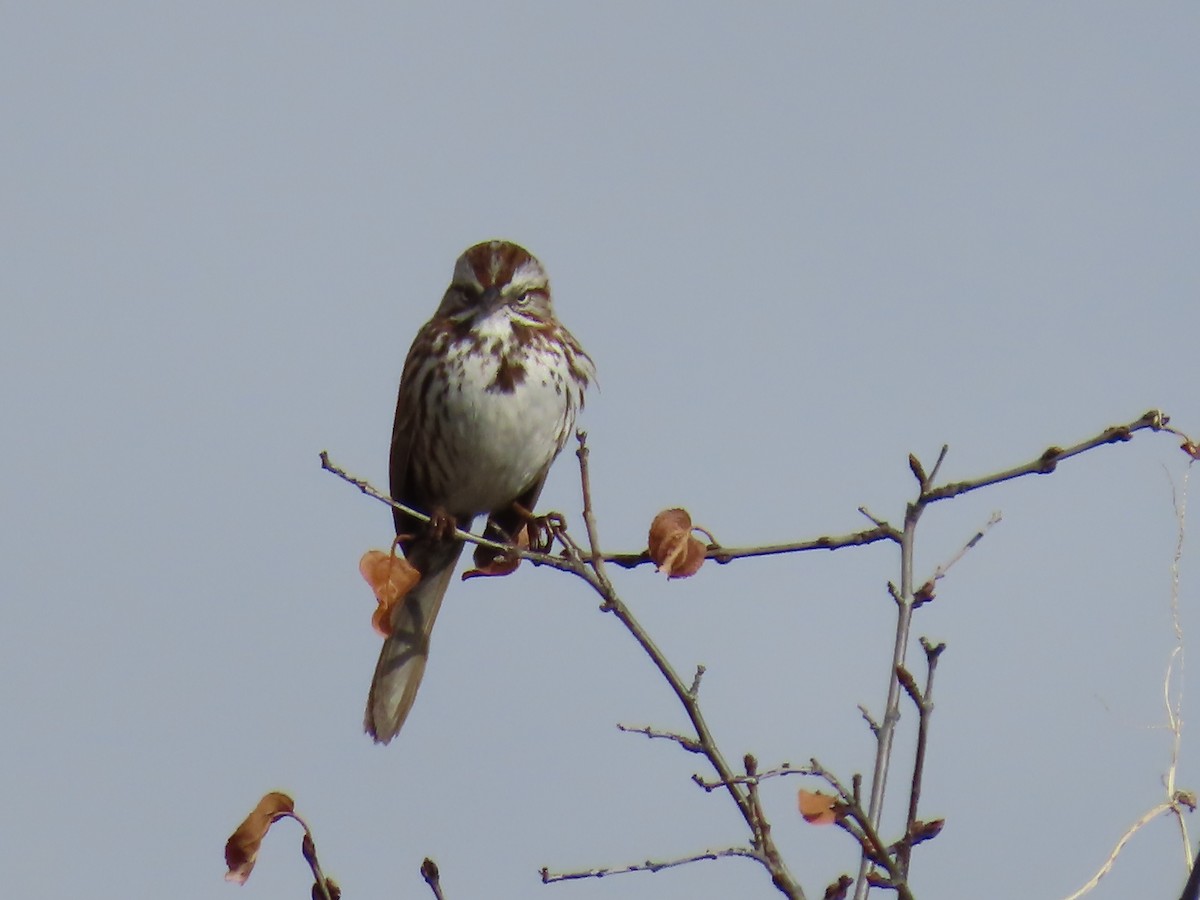 Song Sparrow - ML618110161