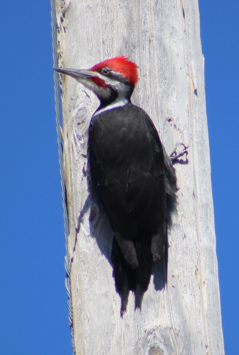 Pileated Woodpecker - ML618110169