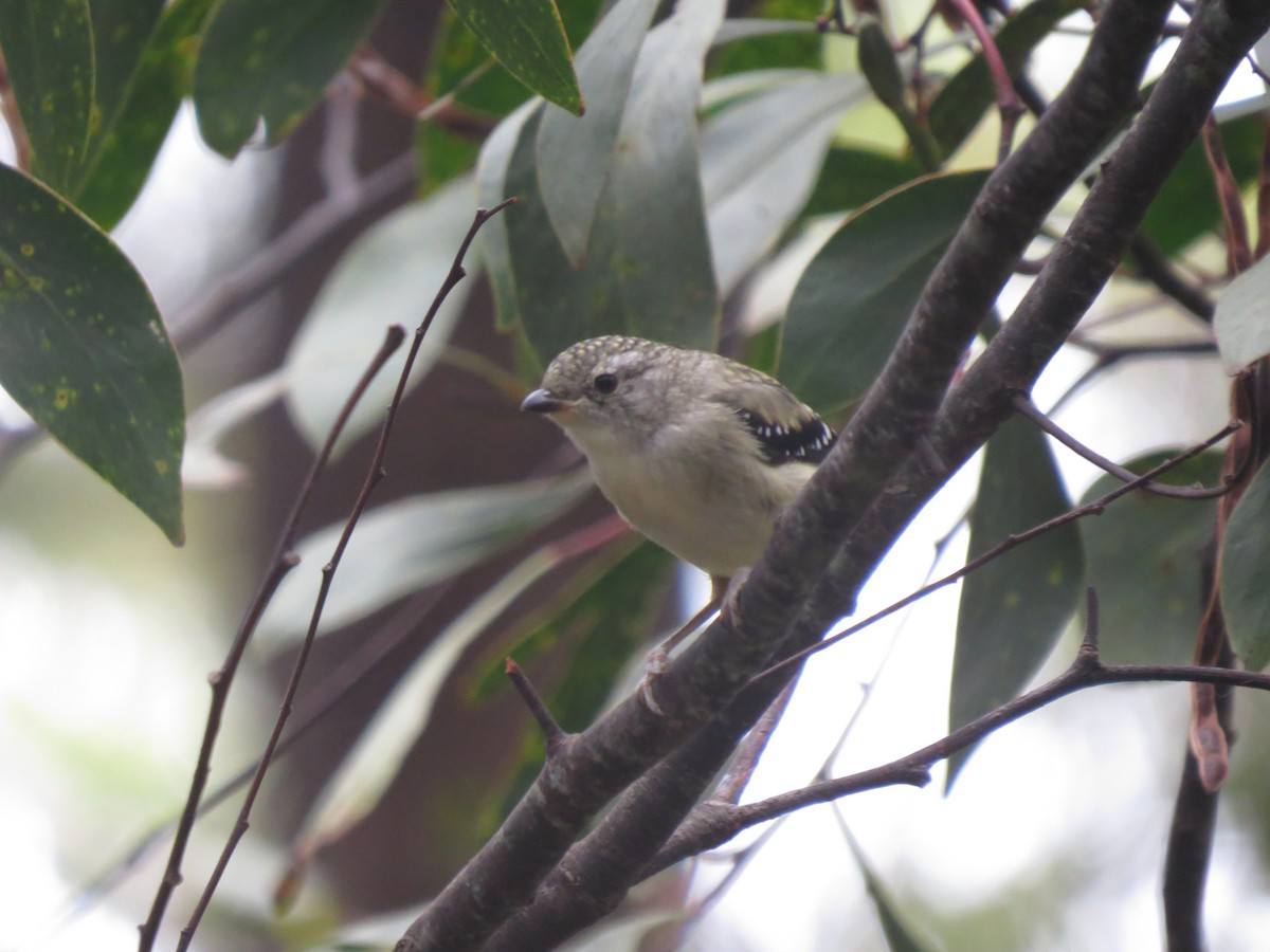 Spotted Pardalote - ML618110221