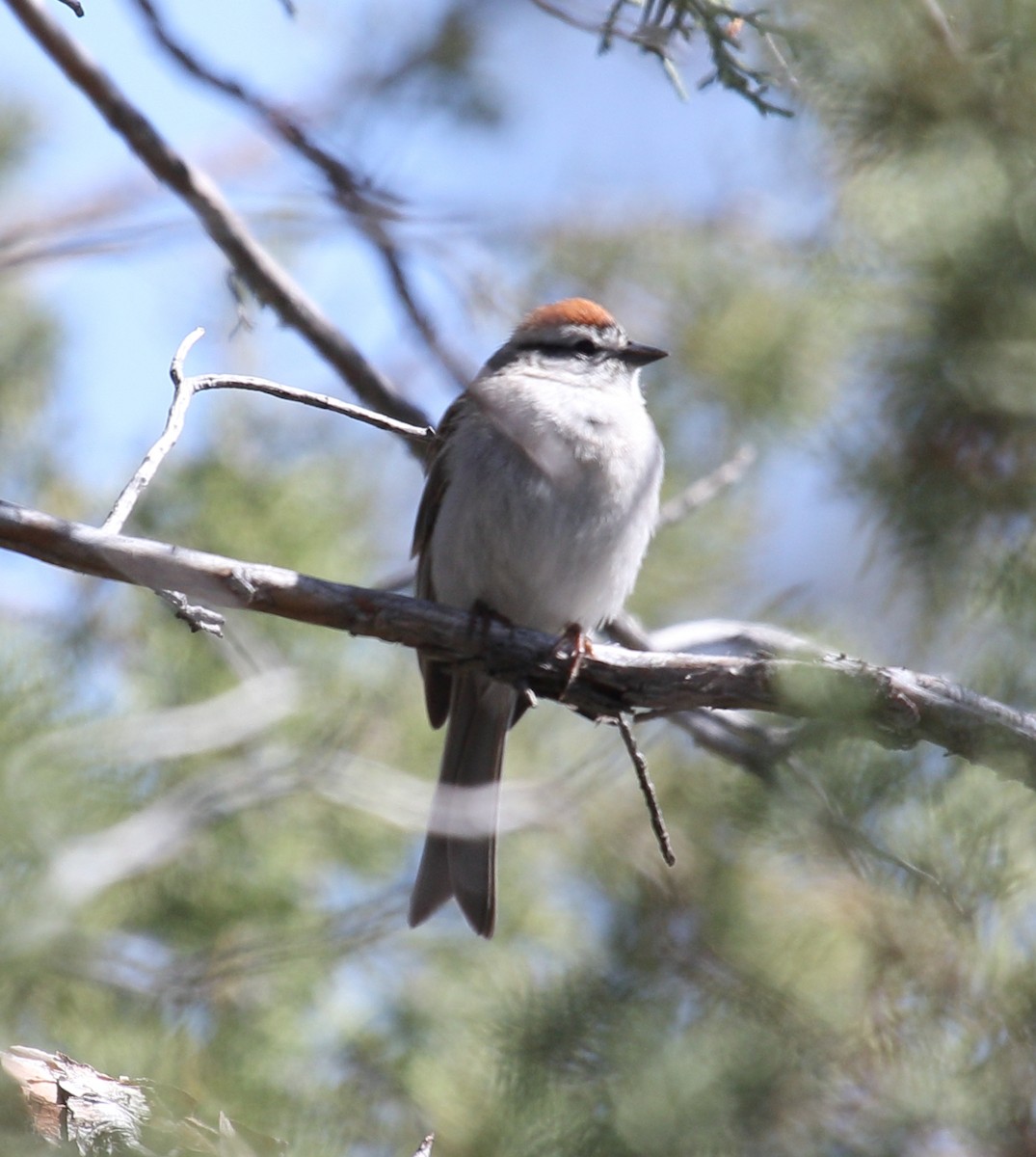 Chipping Sparrow - ML618110227