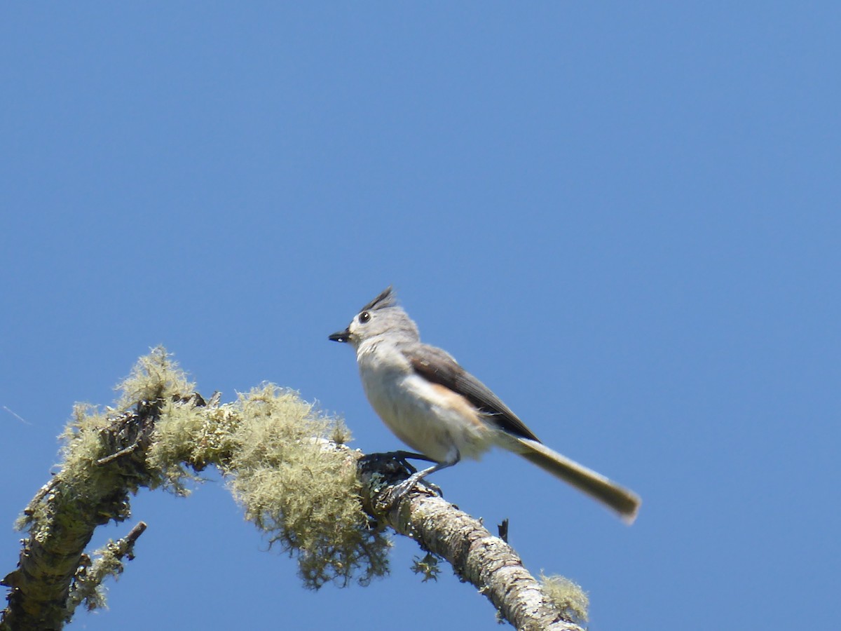 Tufted Titmouse - Anonymous