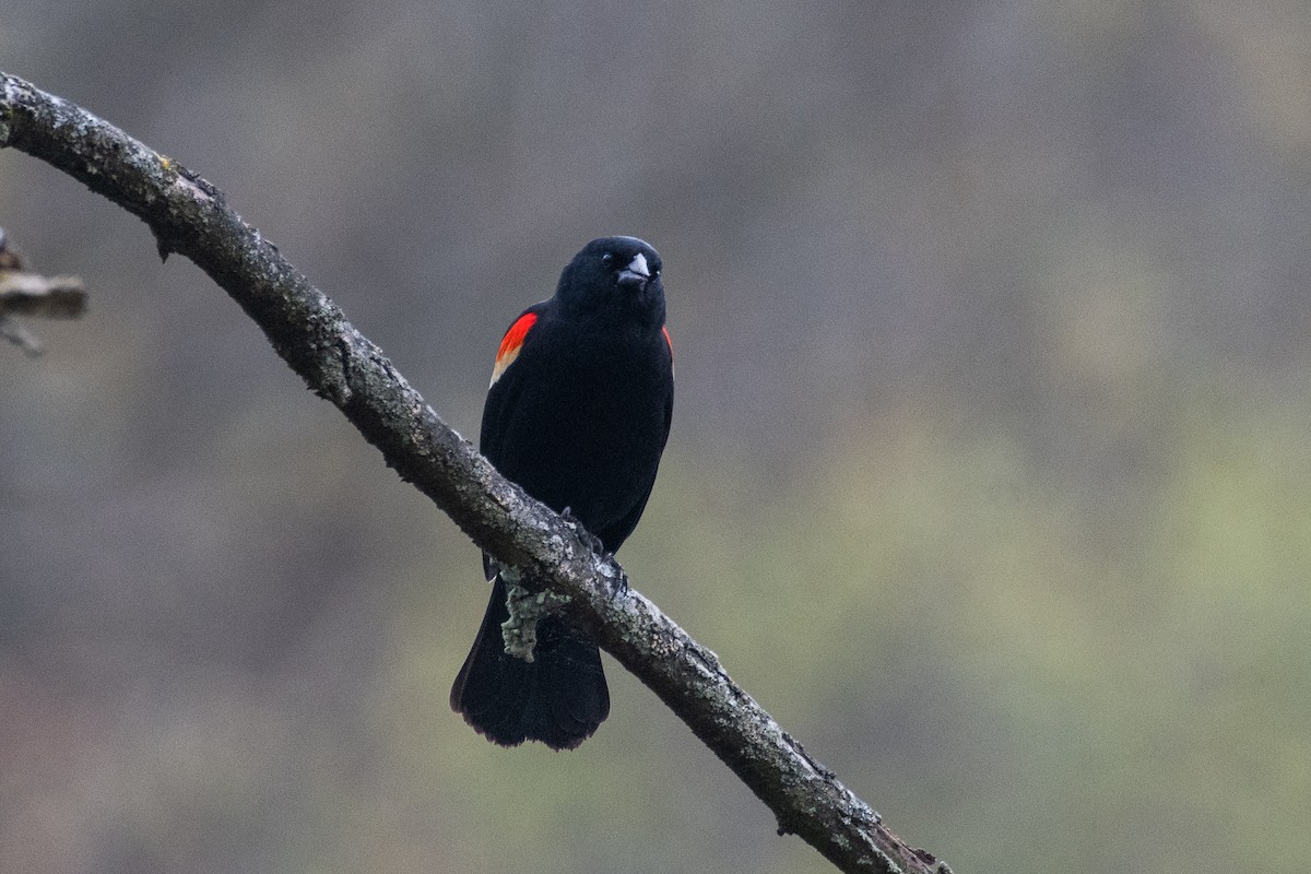 Red-winged Blackbird (Red-winged) - Cody Limber