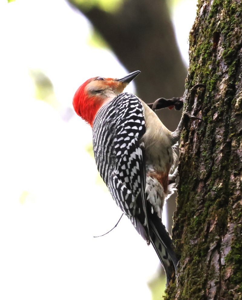 Red-bellied Woodpecker - ML618110279