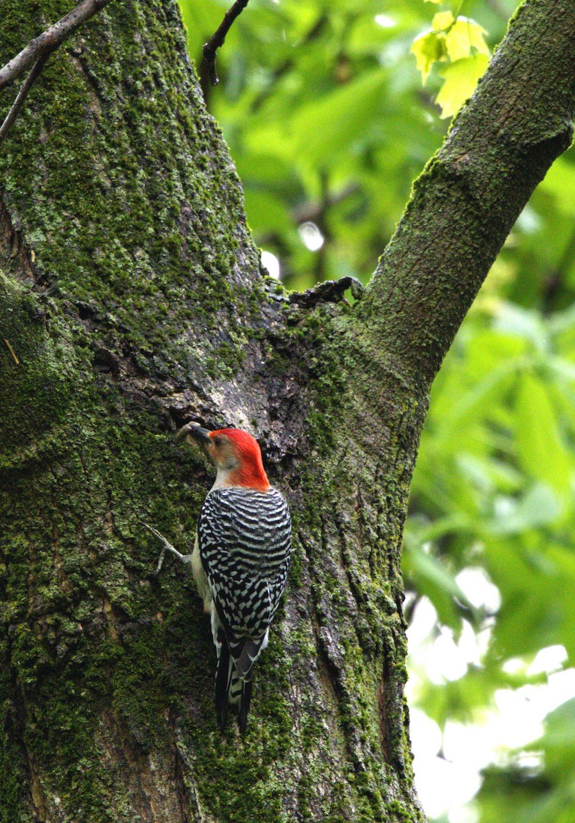 Red-bellied Woodpecker - BRIAN LOBO