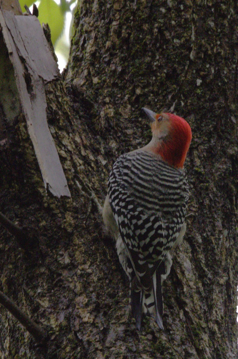 Red-bellied Woodpecker - BRIAN LOBO