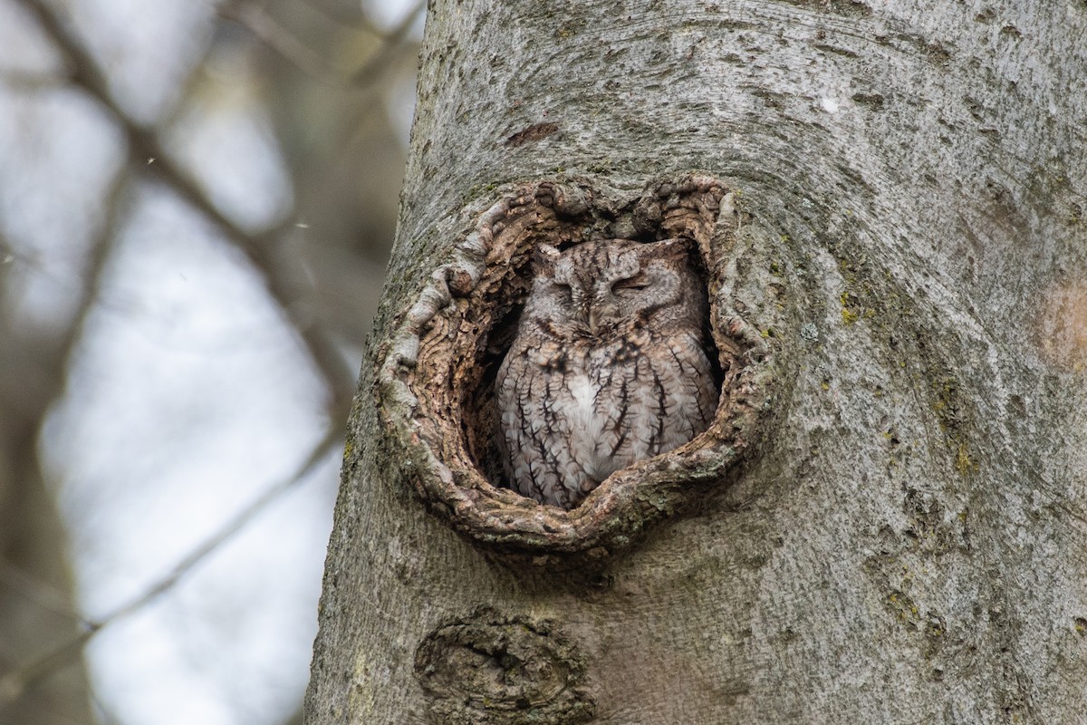 Eastern Screech-Owl (Northern) - ML618110294