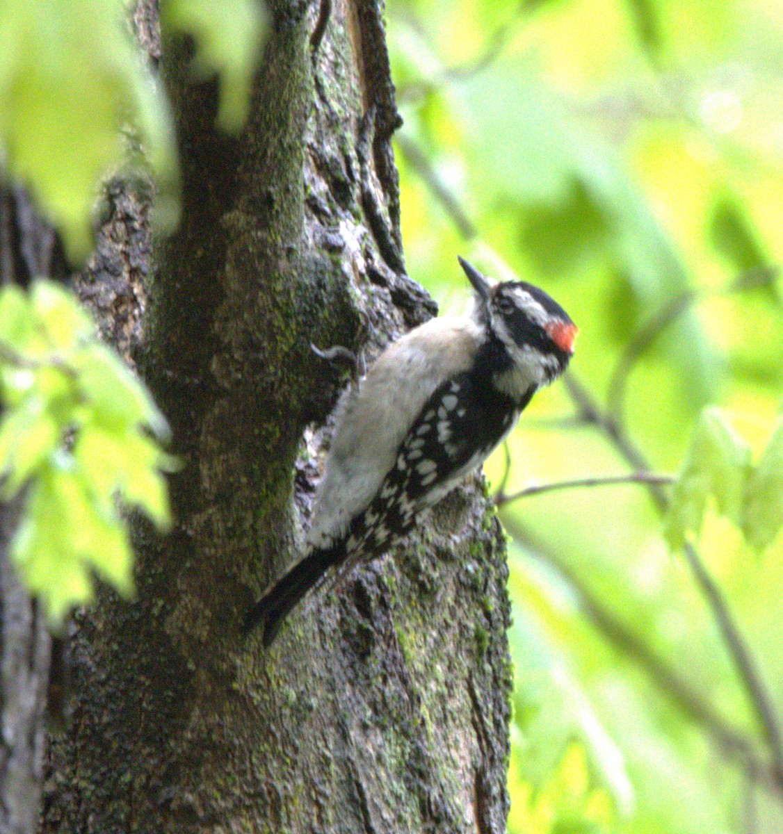 Downy Woodpecker - BRIAN LOBO