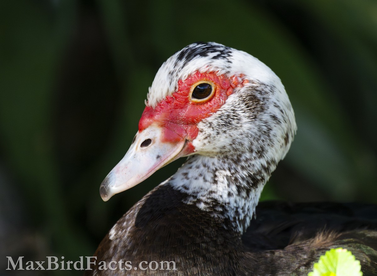 Muscovy Duck (Domestic type) - Maxfield Weakley
