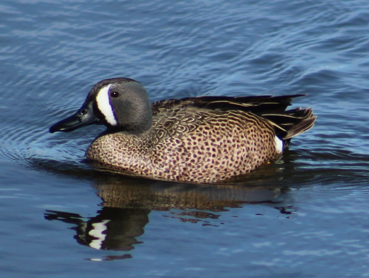 Blue-winged Teal - ML618110365