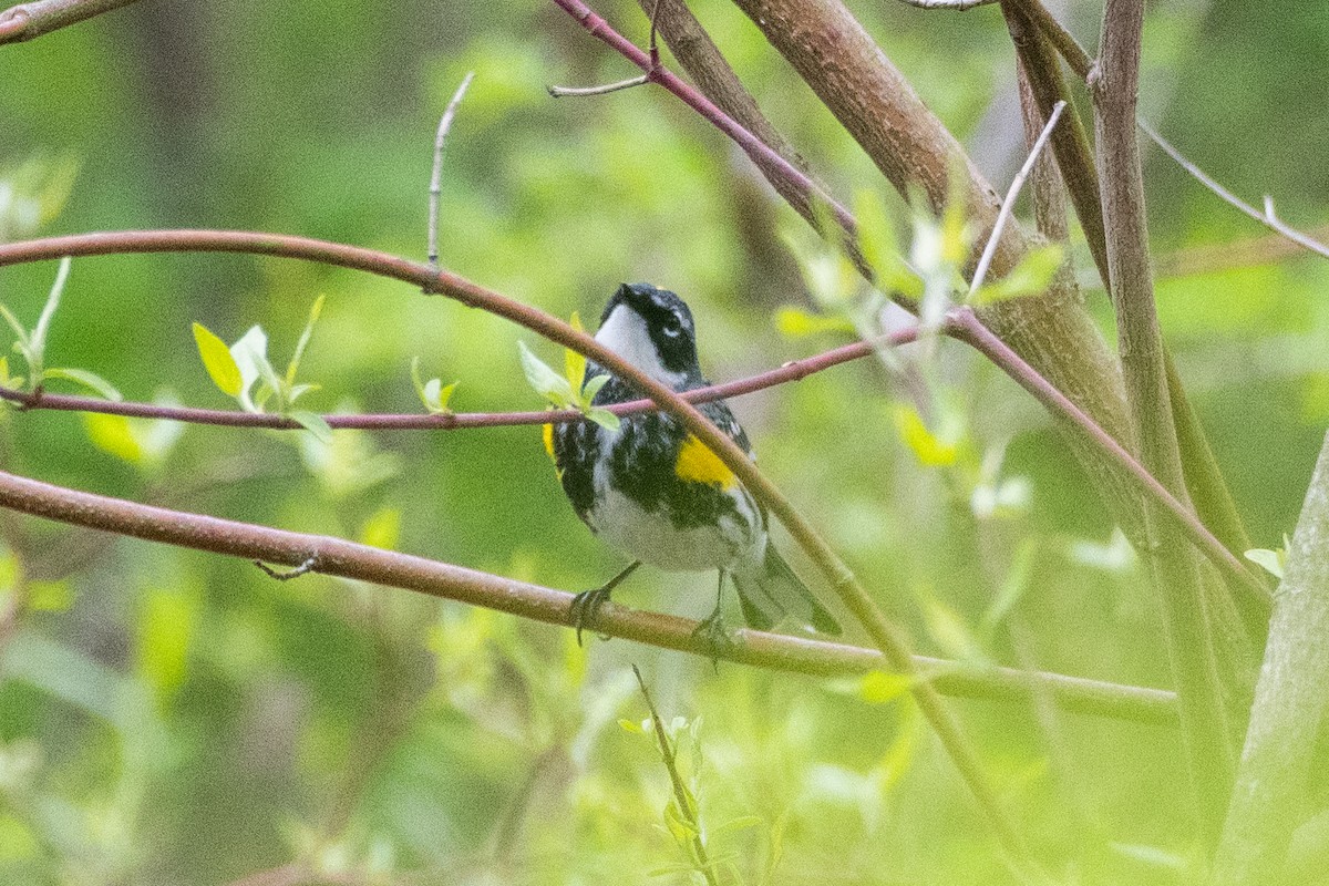 Yellow-rumped Warbler (Myrtle) - ML618110381