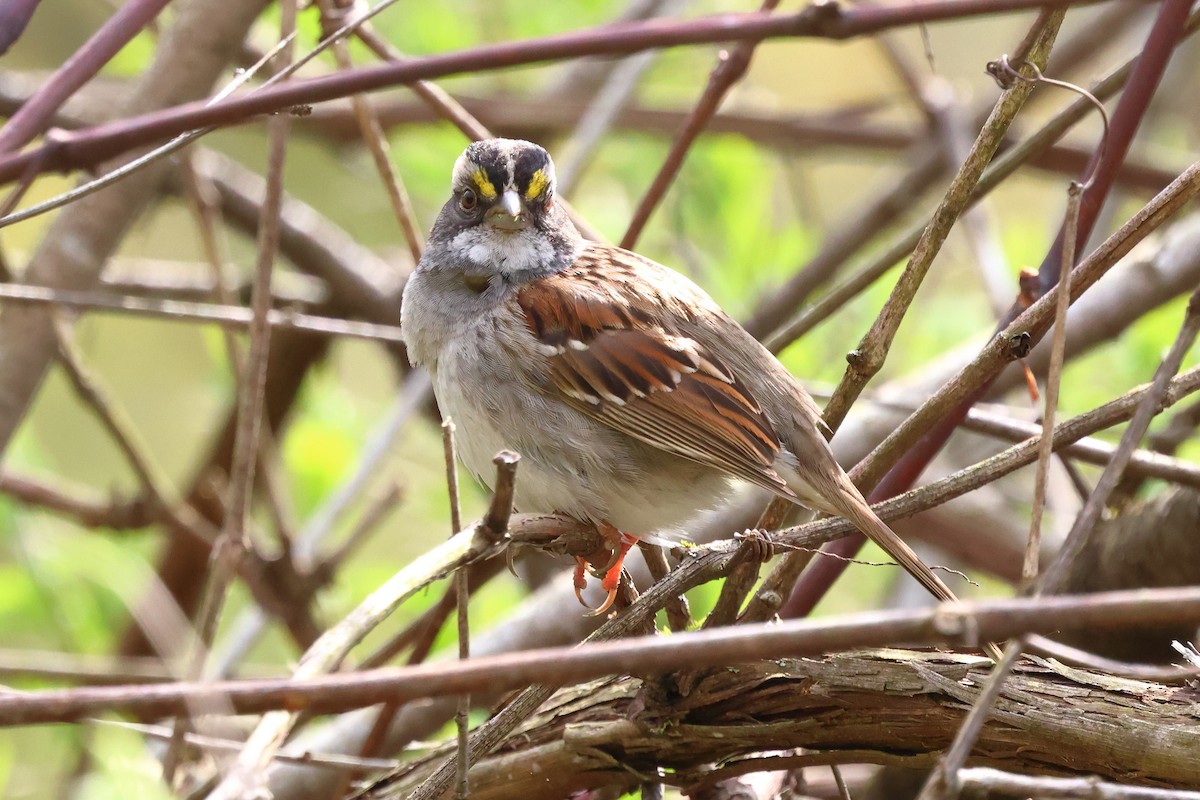 White-throated Sparrow - ML618110387